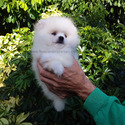 Pomeranian for sale