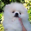 Teddy Bear Pomeranian Ice-White - a Pomeranian puppy