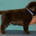 Gorgeous Chocolate pups - a Labrador Retriever puppy