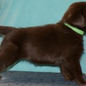 Labrador Retriever for sale