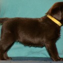 Gorgeous Chocolate pups - a Labrador Retriever puppy