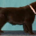 Gorgeous Chocolate pups - a Labrador Retriever puppy