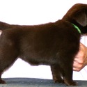 Labrador Retriever for sale