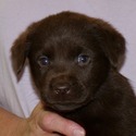 Gorgeous Chocolate pups - a Labrador Retriever puppy