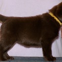 Gorgeous Chocolate pups - a Labrador Retriever puppy