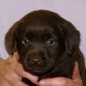Gorgeous Chocolate pups - a Labrador Retriever puppy