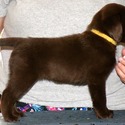 Gorgeous Chocolate pups - a Labrador Retriever puppy