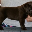 Labrador Retriever for sale