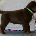 Gorgeous Chocolate pups - a Labrador Retriever puppy