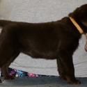 Gorgeous Chocolate pups - a Labrador Retriever puppy