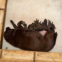 AKC Chocolate Labrador Retriever puppy - a Labrador Retriever puppy