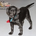 Labrador Retriever for sale