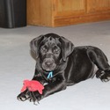 Black male Blue - a Labrador Retriever puppy