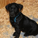 Black male Blue - a Labrador Retriever puppy