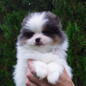 Pomeranian for sale