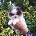 Teddy Bear, blue eyes - a Pomeranian puppy