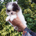 Teddy Bear, blue eyes - a Pomeranian puppy