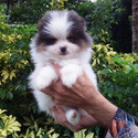 Teddy Bear, blue eyes - a Pomeranian puppy