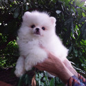 Pomeranian for sale