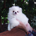 Tiny White Bear - a Pomeranian puppy