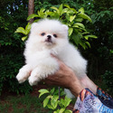 Tiny White Bear - a Pomeranian puppy