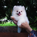 Tiny White Bear - a Pomeranian puppy