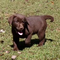 Labrador Retriever for sale