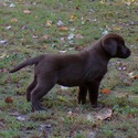 Gorgeous Chocolate pups - a Labrador Retriever puppy