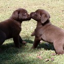 Gorgeous Chocolate pups - a Labrador Retriever puppy