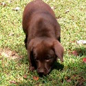 Gorgeous Chocolate pups - a Labrador Retriever puppy