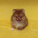 Pomeranian for sale