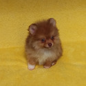 Tiny Chocolate Sable Pomeranian - a Pomeranian puppy