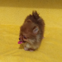 Tiny Chocolate Sable Pomeranian - a Pomeranian puppy