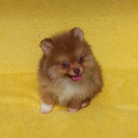 Tiny Chocolate Sable Pomeranian - a Pomeranian puppy