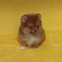 Tiny Chocolate Sable Pomeranian - a Pomeranian puppy