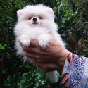 Pomeranian for sale