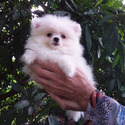 Ice  white Teacup Pomeranian - a Pomeranian puppy