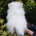 Ice  white Teacup Pomeranian - a Pomeranian puppy