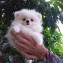 Ice  white Teacup Pomeranian - a Pomeranian puppy