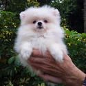 Ice  white Teacup Pomeranian - a Pomeranian puppy