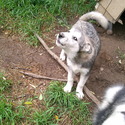 Alaskan Malamute for sale