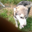 Baby - a Alaskan Malamute puppy