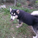 Alaskan Malamute for sale