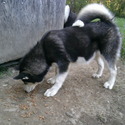 Jazzy - a Alaskan Malamute puppy