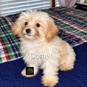 Allmyyorkiebabiesbytori owned by Allmyyorkiebabiesbytori