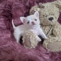 Chihuahua for sale