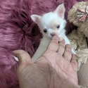 Priscilla - a Chihuahua puppy
