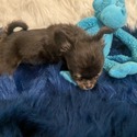 Twix and Reese - a Chihuahua puppy