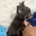 Twix and Reese - a Chihuahua puppy
