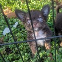 Chihuahua for sale